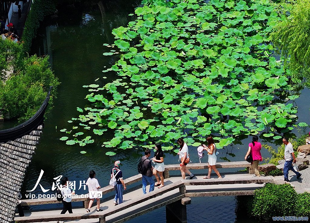 江苏苏州：拙政园夏荷叠翠享阴凉
