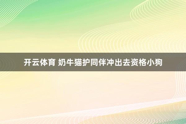 开云体育 奶牛猫护同伴冲出去资格小狗